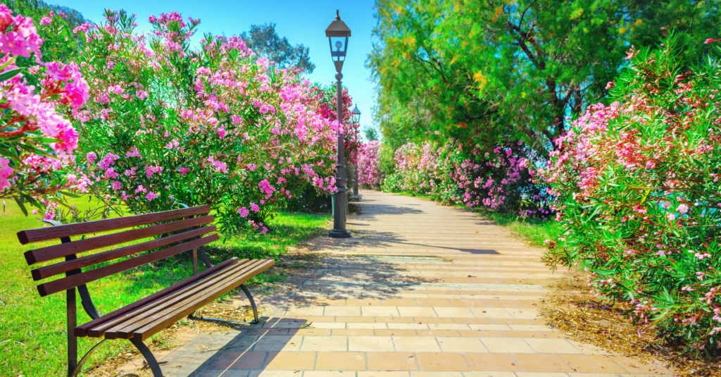park bench with flowers around it